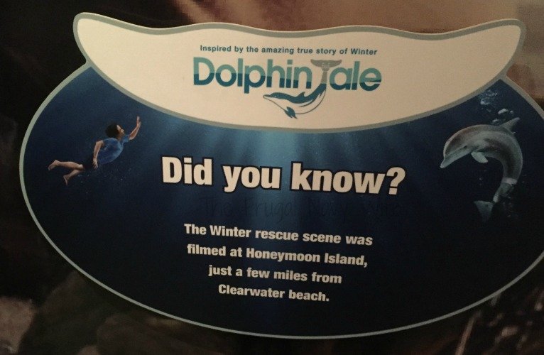 Winter's Dolphin Tale Adventure - Clearwater, Florida Did you know