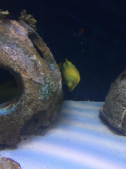 Mote Marine Aquarium - Sarasota Florida Eel