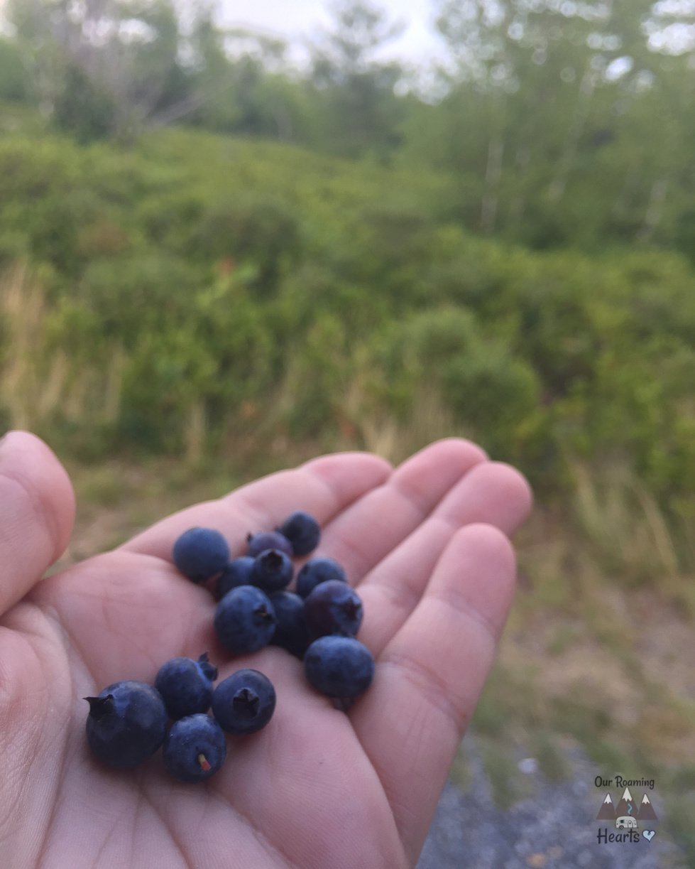 Acadia Narional Park Things to do Blueberries