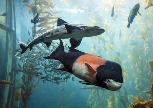 Monterey Bay Aquarium - top aquariums in the us
