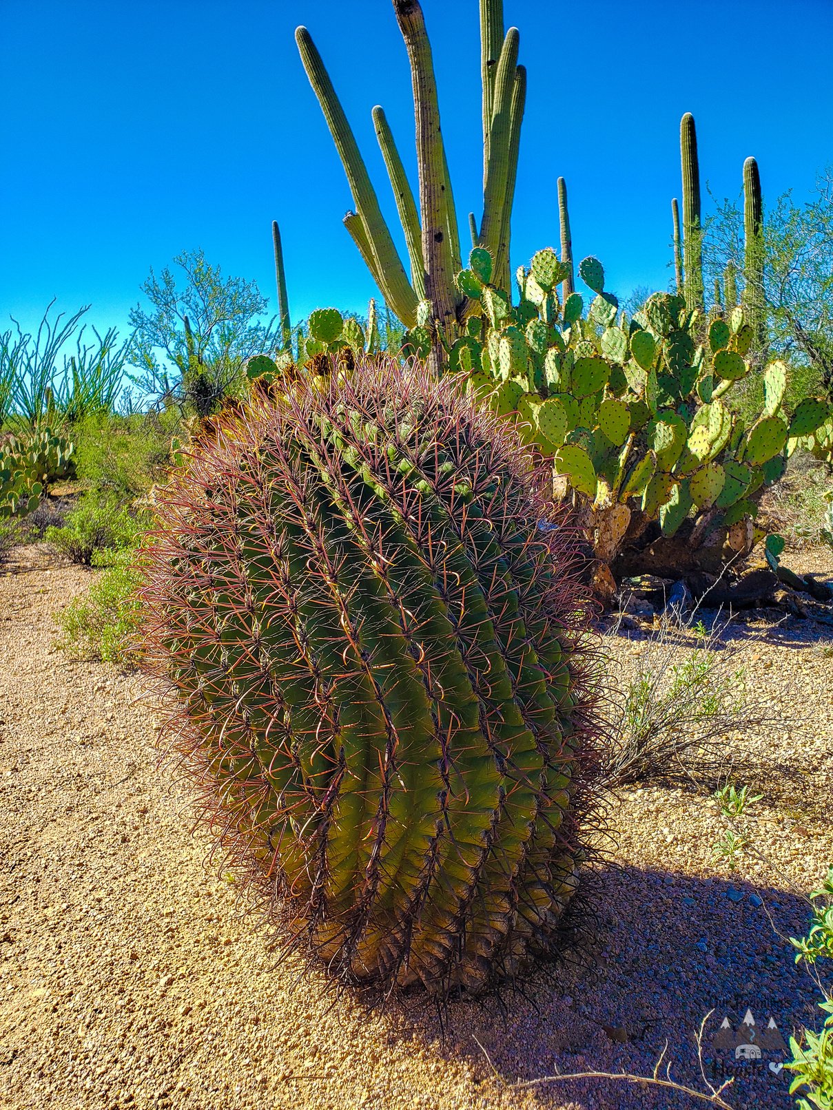 The Ultimate Guide to Saguaro National Park Arizona