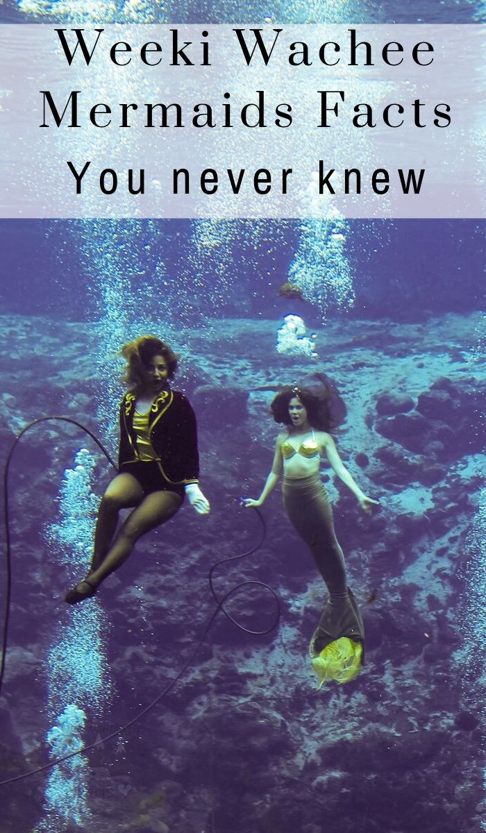 Have you heard about the Weeki Wachee Mermaids? They are real live mermaids that swim and perform at Weeki Wachee Springs State Park. #ourroaminghearts #weekiwacheemermaids #clearwater #florida | Weeki Wachee Mermaids | Florida | Traveling with Kids | Mermaid Performances | State Parks
