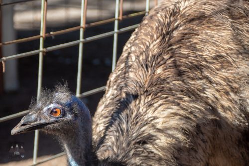 Hunsader Farms Petting Zoo