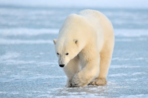 Polar Bear walking on blue ice.